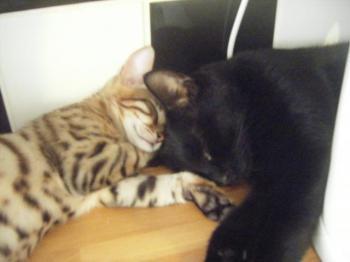 angel_kittens_2wks_013.JPG