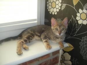 kittens3_016.JPG