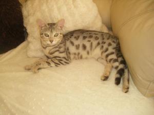 kittens3_019.JPG