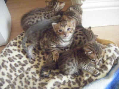 kittens3_020.JPG