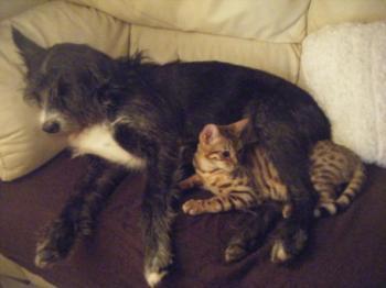 kittens_012.JPG
